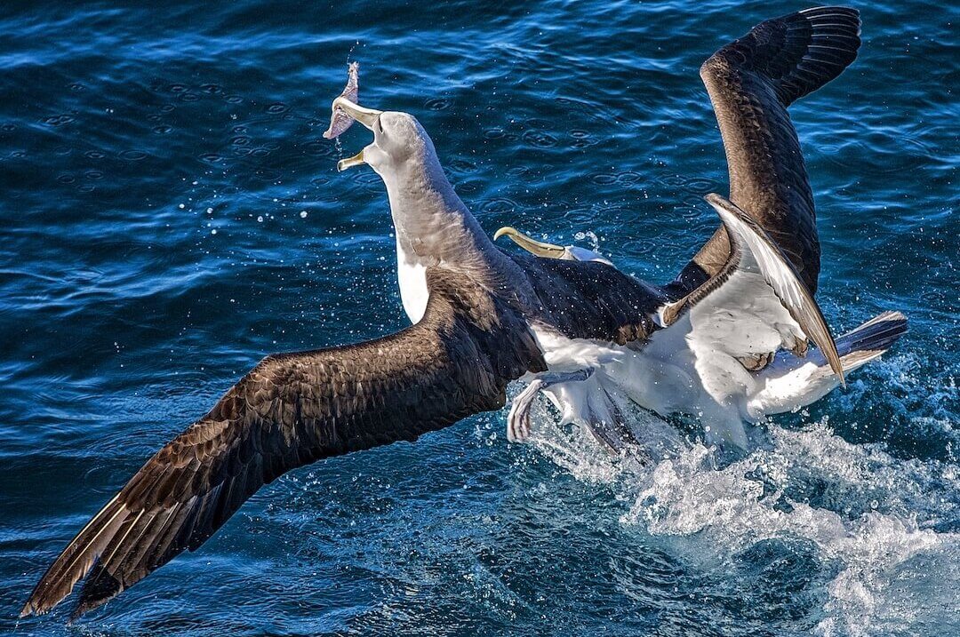 Albatros cogiendo un pez del mar en Nueva Zelanda